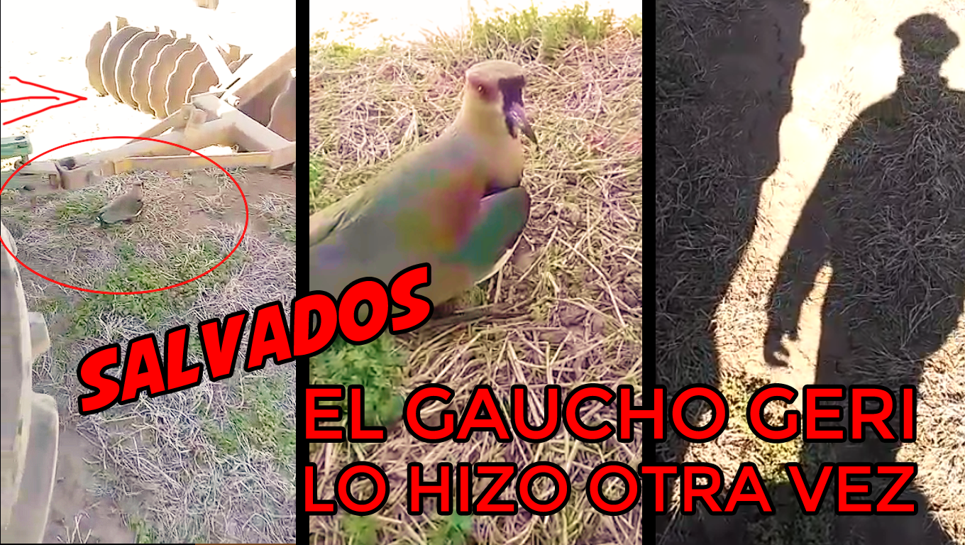 El gaucho Geri salva teros